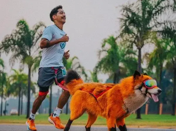 Dicas para Correr com Seu Cachorro: Benefícios e Cuidados Essenciais