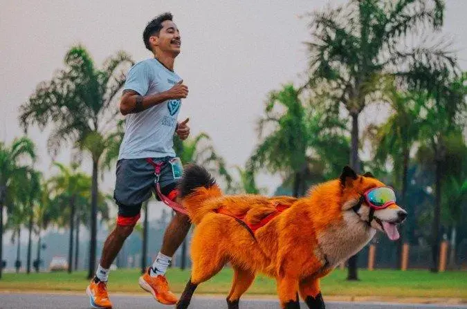 Dicas para Correr com Seu Cachorro: Benefícios e Cuidados Essenciais