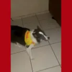 Lili, a Border Collie Medalhista em Corridas de Rua em MT