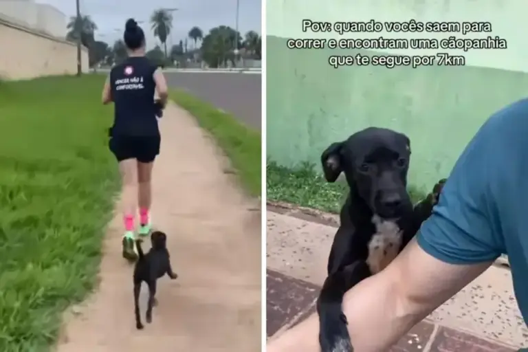 Vira-lata segue casal por 7 km durante corrida e é adotada pela família